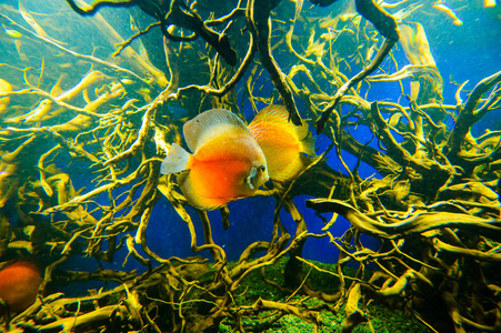 Amphiprion Ocellaris 小丑在海洋水族馆。小丑