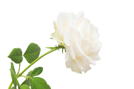 白色背景上的美丽花白色玫瑰。结婚卡问候.夏天.春天.平躺, 顶部视图。爱.情人节品种玫瑰混合茶 Schneewalzer