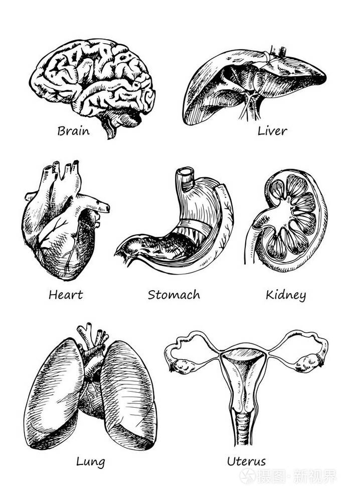 人体器官简易绘画图片