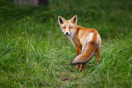 野生红狐狸野生红狐狸幼崽野生的兰花花水稻品种.