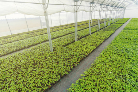 春苗, 幼株生长照片