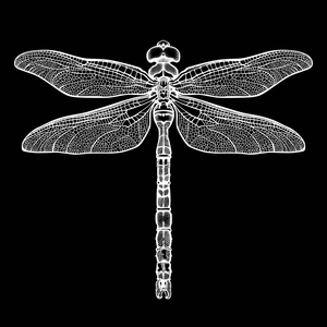 孤立的蜻蜓图片