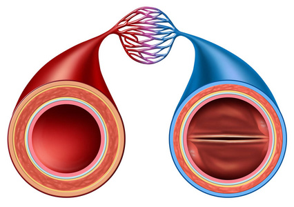 动脉和静脉出血图片