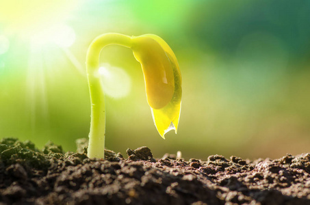 农业和新生活开始的概念照片