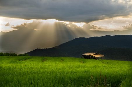 水稻领域，农村的山景，美丽风景