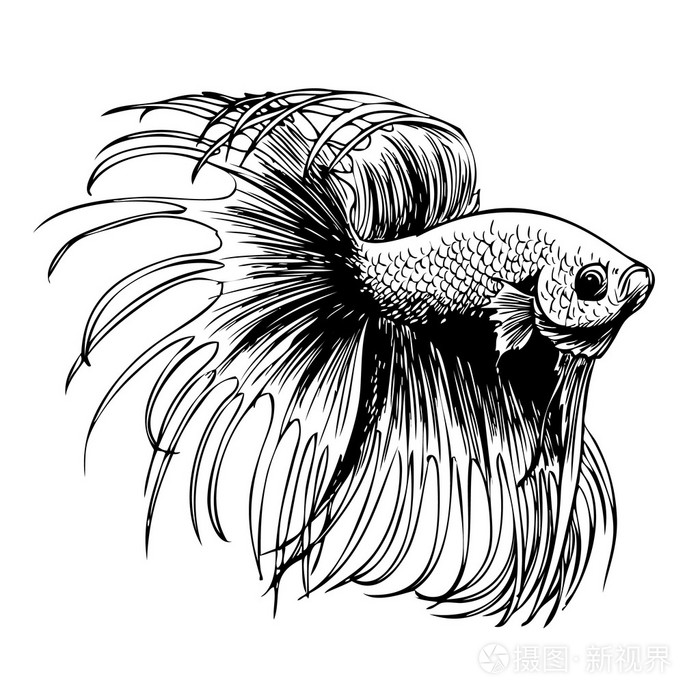 暹罗斗鱼斗鱼芨芨草插画-正版商用图片0fyjzm-摄图新视界