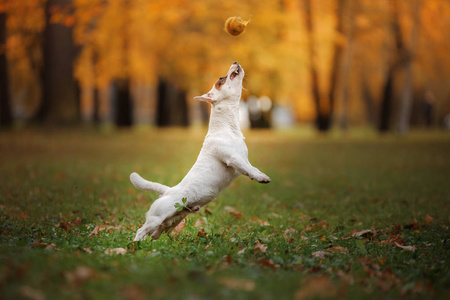 杰克罗素梗犬狗用树叶。金黄色和红色的颜色，在公园散步