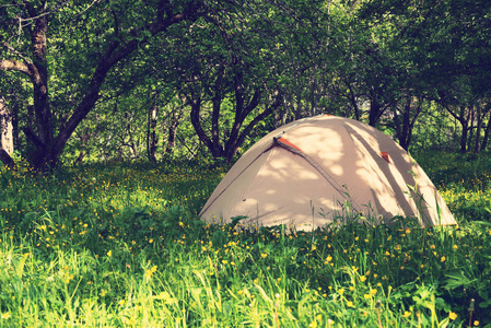 帐篷矗立在郁郁葱葱的草地上图片
