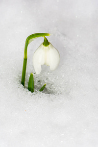 雪中的雪莲花