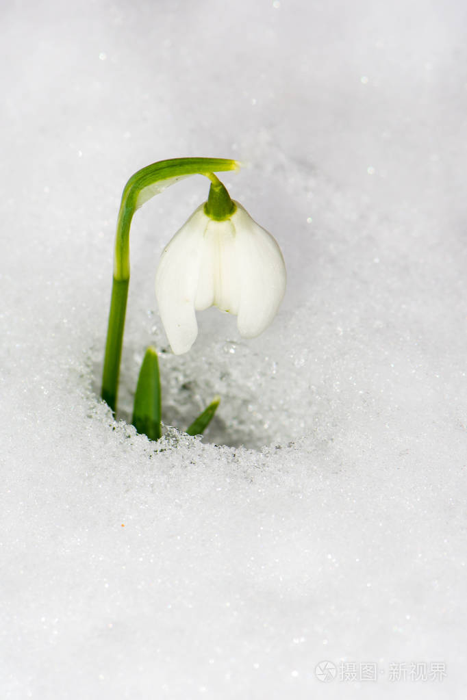 雪中的雪莲花