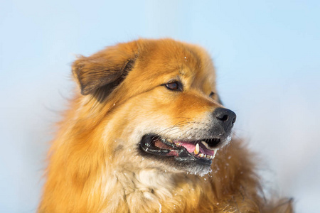 一只可爱的 Elo 狗的肖像
