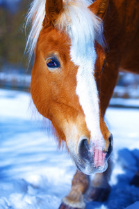 褐色马 Haflinger 在雪中。眼神接触