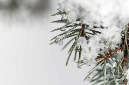 雪上的蓝色云杉分支