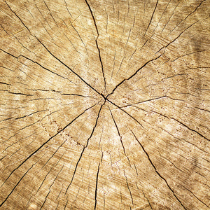 老树桩。棕树纹理背景与年圆环