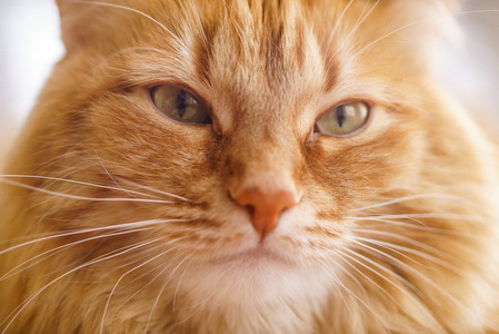 棕猫, 红公猫, 姜猫照片