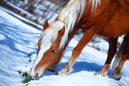 褐色马 Haflinger 在白雪皑皑的牧场。雪地里的土地