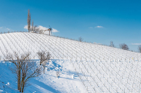 在阳光明媚的冬日里, 排满了白雪的葡萄园。施蒂里亚, 奥地利