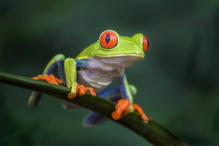 红眼树蛙Agalychnis callidryas, 美丽多彩从标志性到中美洲森林, 哥斯达黎加