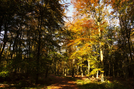 林地现场与黄色和棕色的秋天叶子