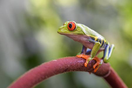 红眼树蛙Agalychnis callidryas, 美丽多彩从标志性到中美洲森林, 哥斯达黎加