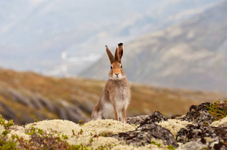 阿尔卑斯山上的兔子图片