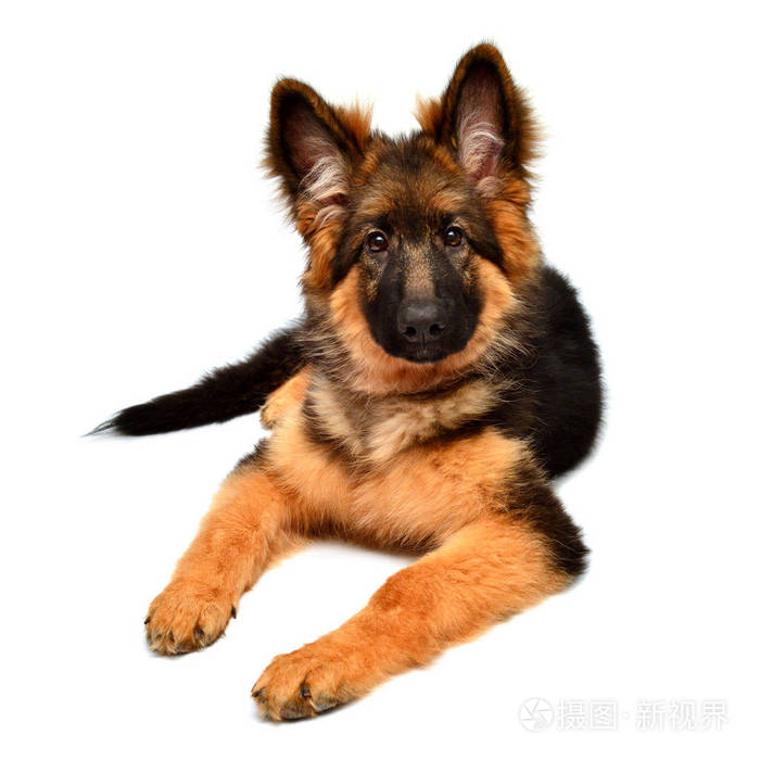 毛茸茸的德国牧羊犬在白色背景下被隔离.小狗是美丽的, 有趣和周到.