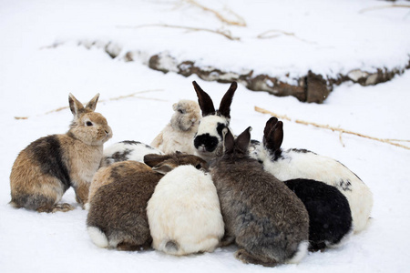 兔子在冬天