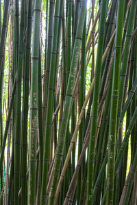 绿色的竹篱笆背景