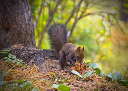 在森林里吃松子的松鼠照片