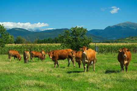在暑假期间意大利农场牧场上的牛群