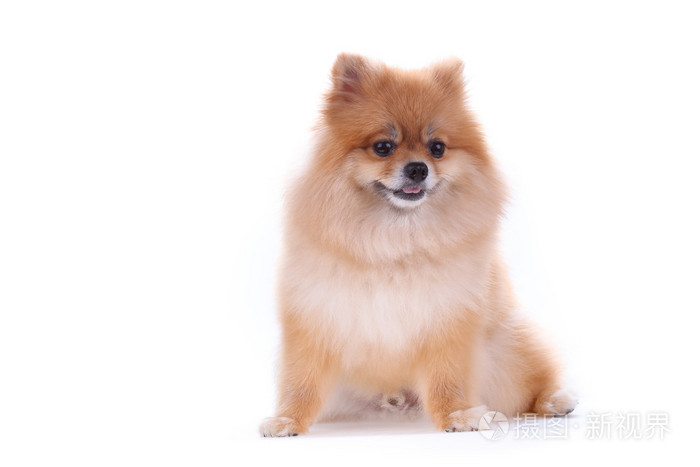 棕色的博美犬狗隔离在白色的背景下 可爱的宠物照片 正版商用图片0fz0oc 摄图新视界 棕色的博美犬狗隔离在白色的背景下 可爱的宠物照片 正版商用图片0fz0oc 摄图新视界