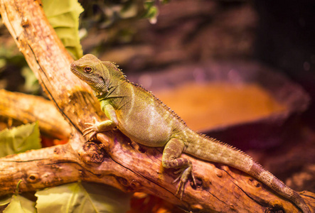 活野生爬行动物蜥蜴照片