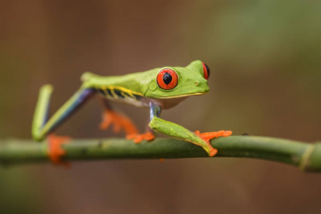 红眼树蛙Agalychnis callidryas, 美丽多彩从标志性到中美洲森林, 哥斯达黎加