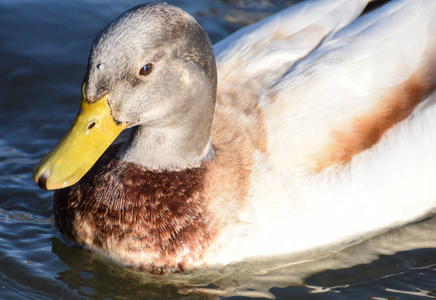 Gadwall 鸭游泳