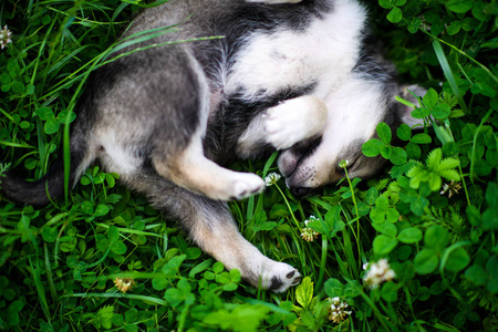可爱的小狗在绿色草地上