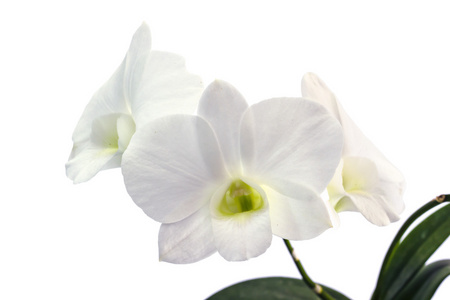 在白色背景上的白色兰花