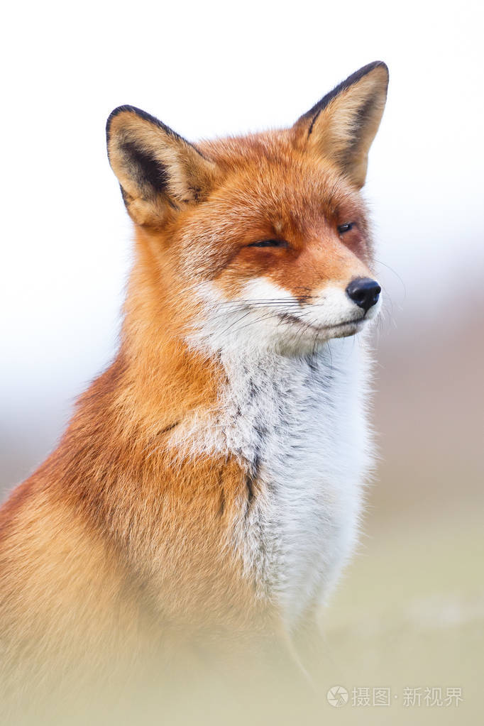 一只红狐狸的肖像