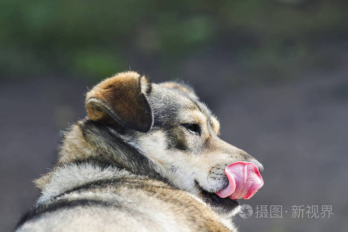 可爱有趣的小狗舔着红鼻子长长的舌头