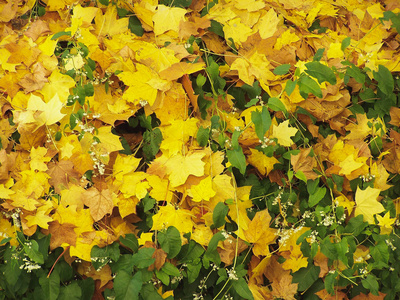 秋天的叶子落在地上有用作为背景