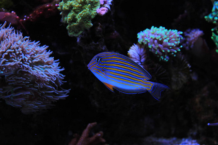 小丑汤Acanthurus Lineatus