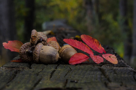 橡子的秋天搁在老年和风化的木头上