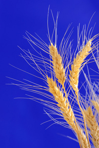 小麦被隔绝的耳朵