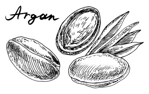 Argan 厂。矢量手绘图形插图