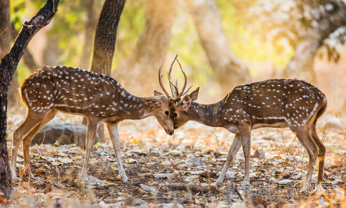 两只鹿打架