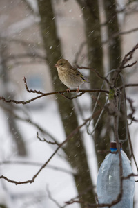 那只鸟小金女坐在山灰分支的背景的飘落的雪花