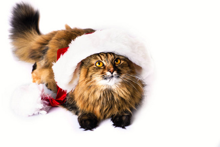 滑稽的猫在圣诞节帽子被隔绝在白色背景