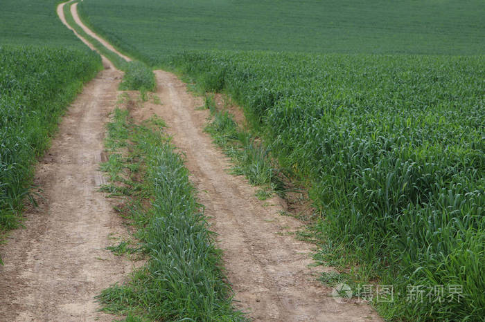 视野中的新鲜草和道路。自由和更新概念