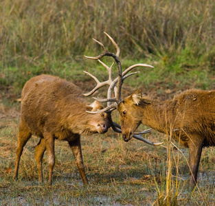 两只鹿互相搏斗