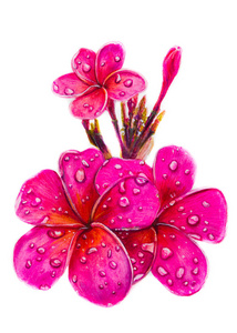 花鸡蛋具芽, 粉红色的花序.多余照片