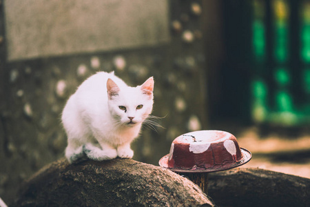 白色小猫坐在一块石头附近的盘子